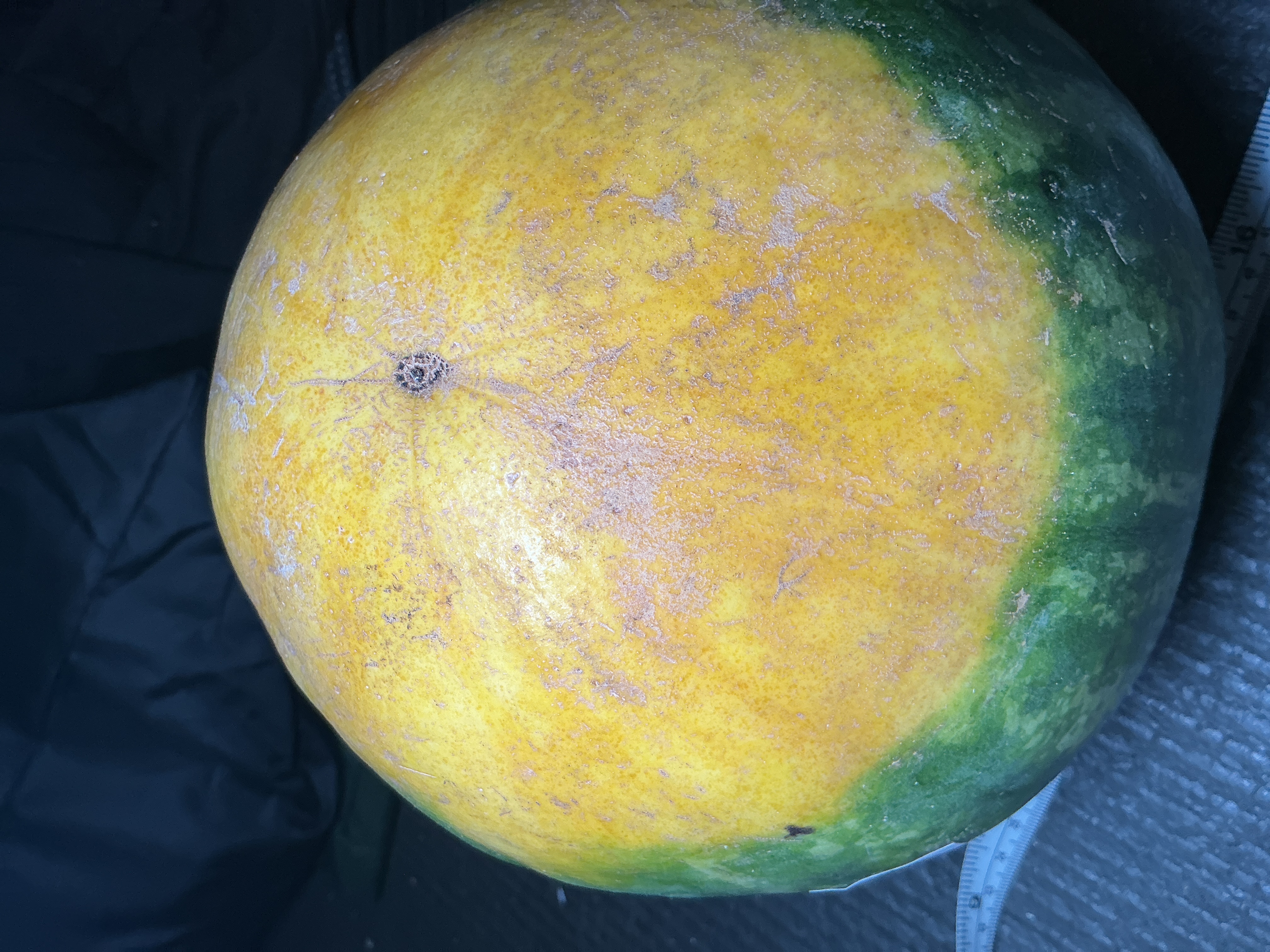 a deep golden-yellow field spot on a whole melon